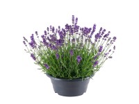 GROW by OBI Levanduľa úzkolistá (Lavandula angustifolia) miska pr. 23 cm