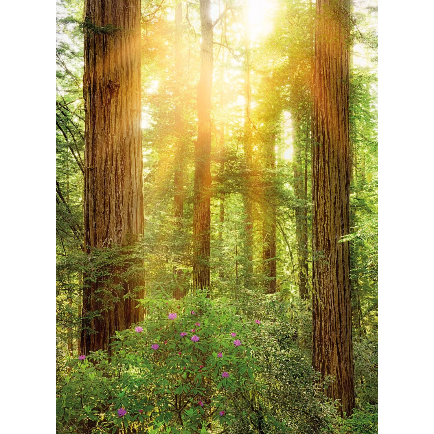 E-shop Komar Vliesová fototapeta Redwood 200 x 260 cm