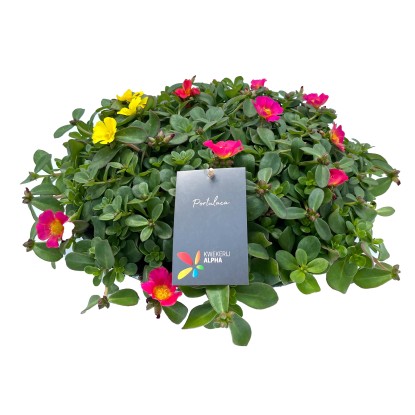 Porucha (Portulaca Hybrid) v zinkovom kvetináči, pr. kv. cca 29 cm