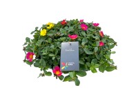 Porucha (Portulaca Hybrid) v zinkovom kvetináči, pr. kv. cca 29 cm