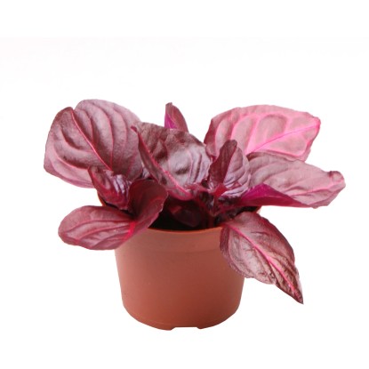 Irezína "Bloodleaf" výška cca 3 - 8 cm priemer kvetináča cca 6 cm