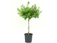 GROW by OBI Vítod myrtolistý (Polygala myrtifolia) výška 30-40 cm, kvetináč 4 l