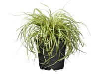 Grow by OBI Ostrica (Carex) Evergold, pr. cca 16 cm