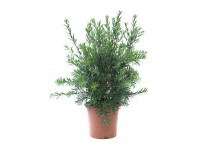 GROW by OBI Štetkovec citrónový (Callistemon citrinus), 60/80 cm, kv. cca 10 l