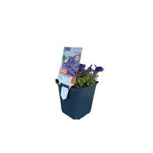 Tarička Royal Blue v kvetináči 9 cm, Aubrieta s malými modrými kvetmi.