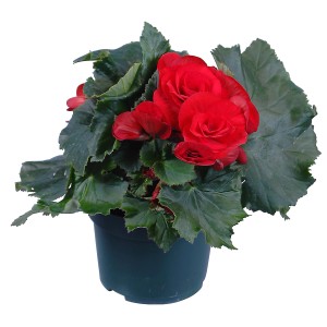 Červená GROW by OBI Begónia Elatior v kvetináči (cca 13 cm Ø).