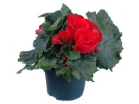 GROW by OBI Begónia elatior červená kvetináča cca 13 cm