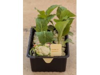 Zelenina miska - karfiol sadba 6 ks