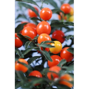 Koralový kríček s oranžovými plodmi v kvetináči (cca 12 cm Ø).