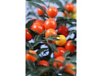 Ľuľok paprikovitý