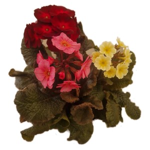 Prvosienka bezbyľová (Primula vulgaris) v červenej, ružovej a žltej farbe, farebná jarná rastlina od GROW by OBI.