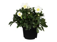 Čemerica čierna (Helleborus niger) 