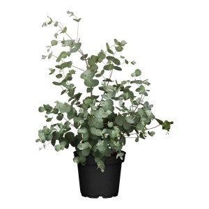 Eukalyptový krík (Eucalyptus gunnii) v kvetináči, výška cca 30-40 cm. Dekoratívna izbová rastlina.