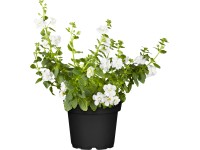 OBI Bakopa drobnolistá rôzne farby priemer kvetináča cca 12 cm