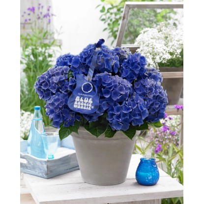 GROW by OBI Hortenzia lat. (Hydrangea panic.) "Blue Boogiewoogie" 25-30cm 3,5l