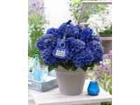 GROW by OBI Hortenzia lat. (Hydrangea panic.) 