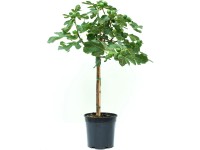 GROW by OBI Figovník obyčajný (Ficus carica) výška 30-40 cm, kvetináč 3 l