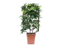 GROW by OBI Vistária vznešená 