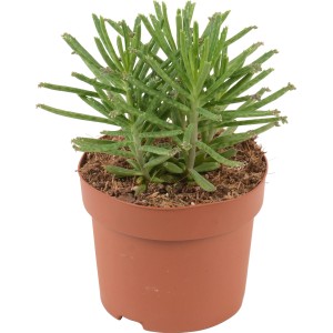 Rúrkovitá Kalanchoe tubiflora v hnedom kvetináči, nenáročná sukulentná rastlina.