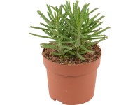 Kalanchoe tubiflora priemer kvetináča cca 12 cm