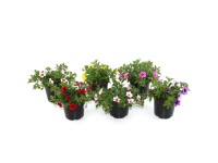 GROW by OBI Minipetúnia (Calibrachoa hybride) 