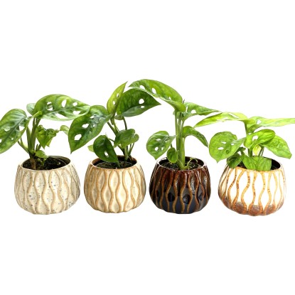 Monstera (Monstera deliciosa) v kameninovom kvetináči, pr. cca 6 cm