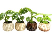 Monstera skvelá (M. deliciosa) v kameninovom kv., rôzne druhy, pr. 6 cm