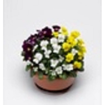 Viola drobnokvetá miska, cornuta bowl