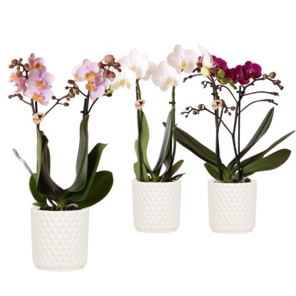 Orchidea (Phalaenopsis) v kvetináči Diam.White, rôzne farby, pr. kv. cca 9 cm