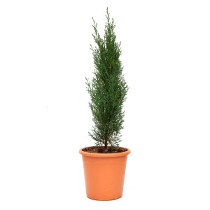 Stĺpovitý cyprus Totem v kvetináči, cca 5 l, Cupressus sempervirens, zelené ihličie.