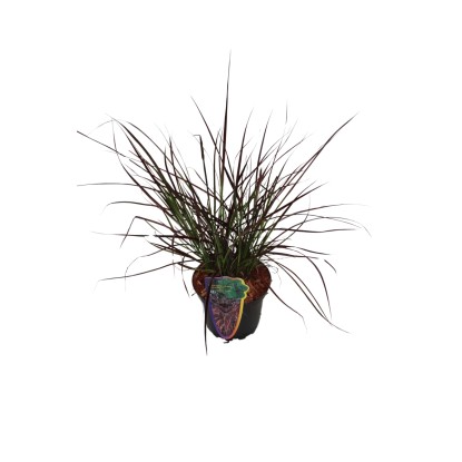 Grow by OBI Perovec (Pennisetum) Fireworks, pr. cca 16 cm