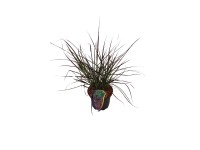 Grow by OBI Perovec (Pennisetum) Fireworks, pr. cca 16 cm