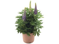 Lupina mnoholistá (Lupinus polyphyllus) 