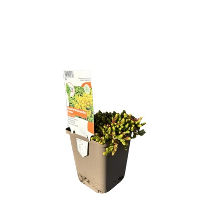 OBI Rozchodník prudký žltý priemer kvetináča cca 9 cm x 9 cm