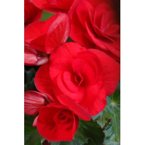 Detail červenej begónie GROW by OBI Begonia Elatior s plnými kvetmi v kvetináči.