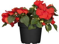 Netýkavka sultánska priemer kvetináča cca 9 cm