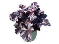 GROW by OBI Dlžicha (Heuchera hybrida) červenolistá cca výška 35 cm, pr. 17 cm GROW by OBI Dlžicha (Heuchera hybrida) červenolistá cca výška 35 cm, pr. 17 cm