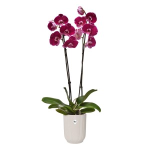 Kvetináč na orchidey Elho Vibes Fold, Ø 12,5 cm, ľanovo biely, s kvitnúcou červenou orchideou.