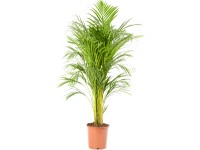 GROW by OBI Palma Dypsis lutescens Areca, priemer kvetináča cca 21 cm