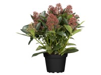 Landgard Skimia japonská (Skimmia japonica) 