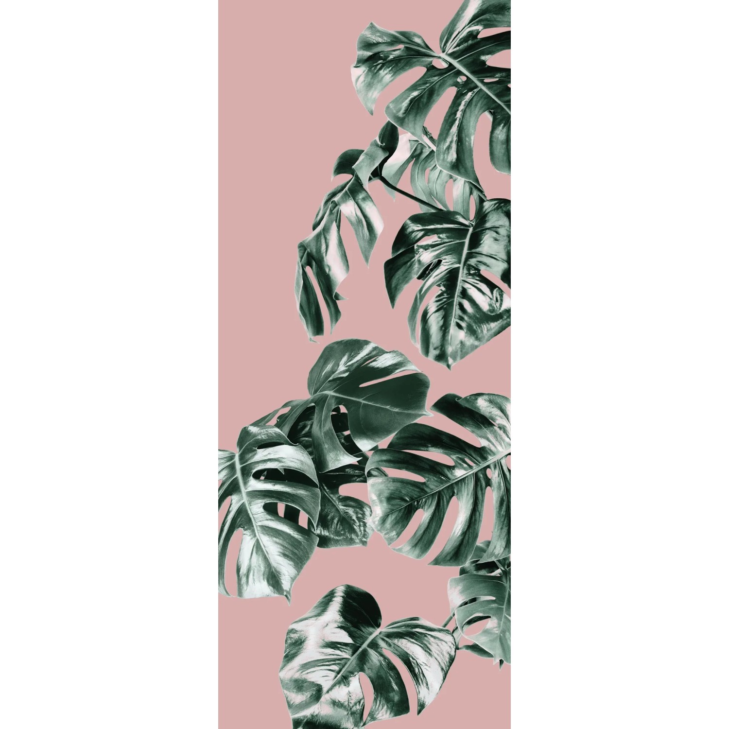 E-shop Komar Vliesová fototapeta Monstera Rosé 100 x 250 cm