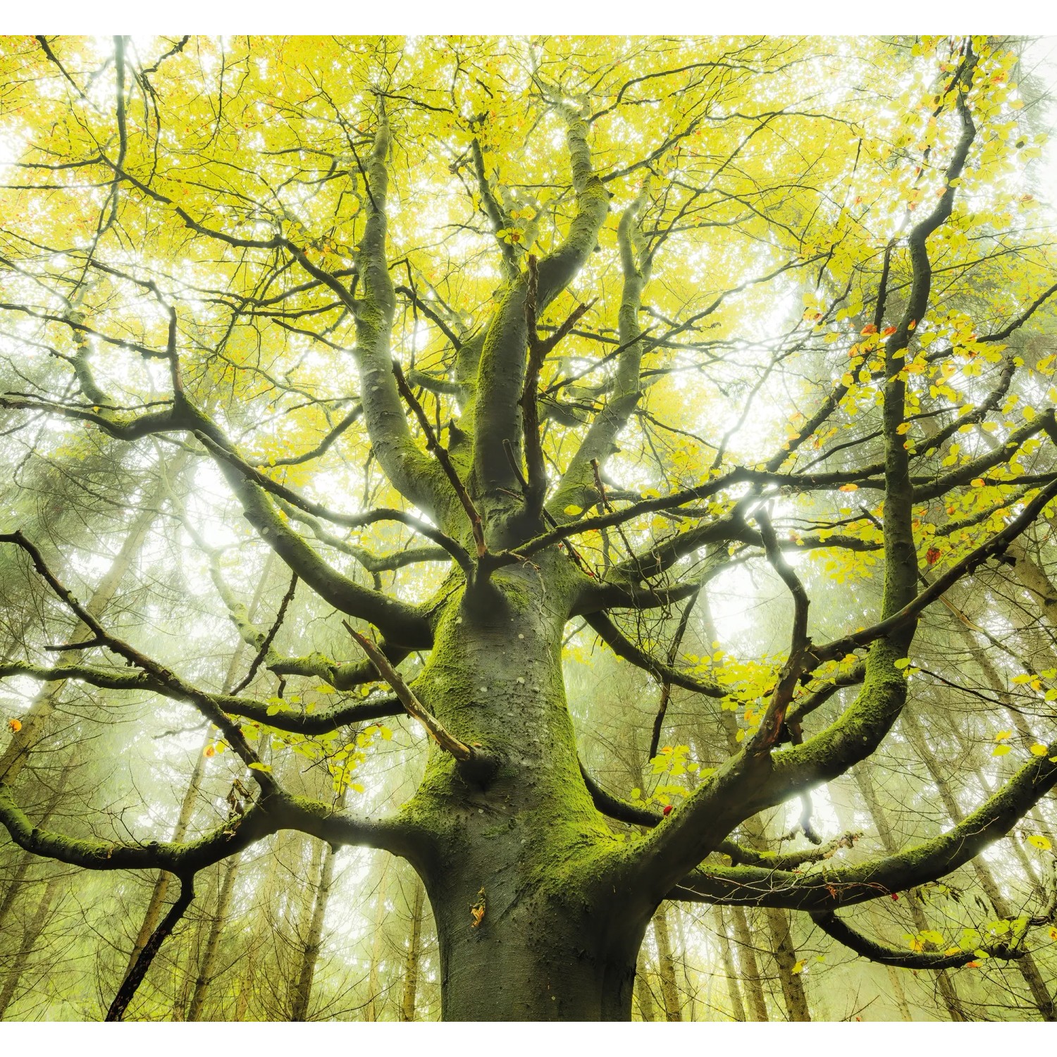 E-shop Komar Vliesová fototapeta Der Traumbaum 300 x 280 cm