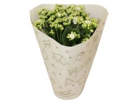 Royal Lemkes Kalopejka vďačná (Kalanchoe blossfeldiana) cca pr. 12 cm