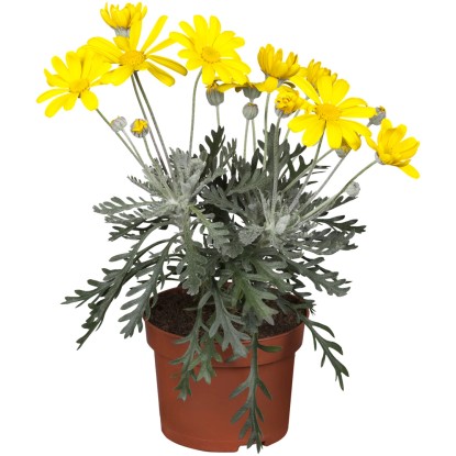 Grow by OBI Sivolistý euryops (Euryops pectinatus), pr. kvetináče cca 14 cm
