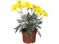 Grow by OBI Sivolistý euryops (Euryops pectinatus), pr. kvetináče cca 14 cm