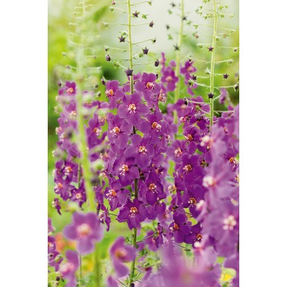 Divozel brunátny fialový