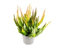 Q-Flower Vres obyčajný (Calluna vulgaris) 