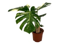 Monstera skvostná (M. deliciosa) 