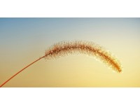 Bondecor Obraz, tlačené plátno Sun 50 x 100 cm