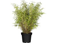 OBI Bambus (Fargesia murielae), výška 40 cm